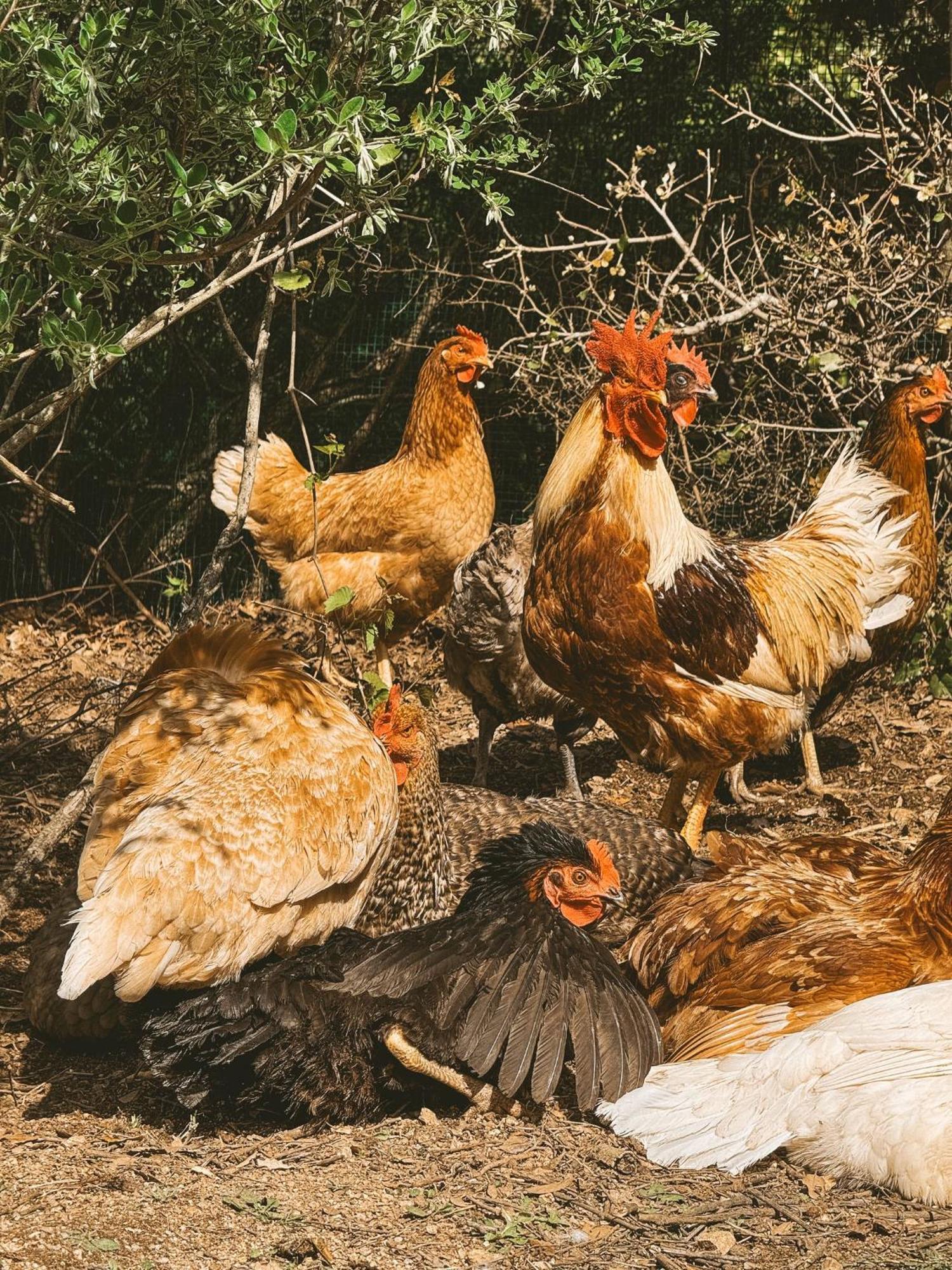 Agriturismo Il Muto Di Gallura