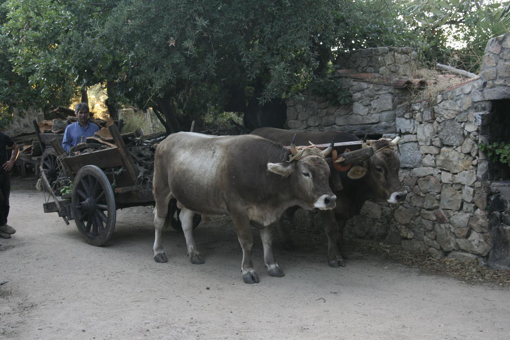Il Muto Di Gallura Aggius