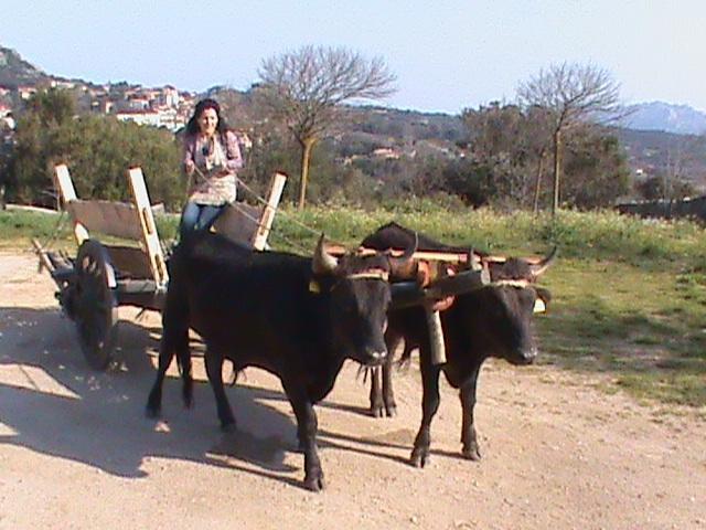 Bauernhof Agriturismo Il Muto Di Gallura