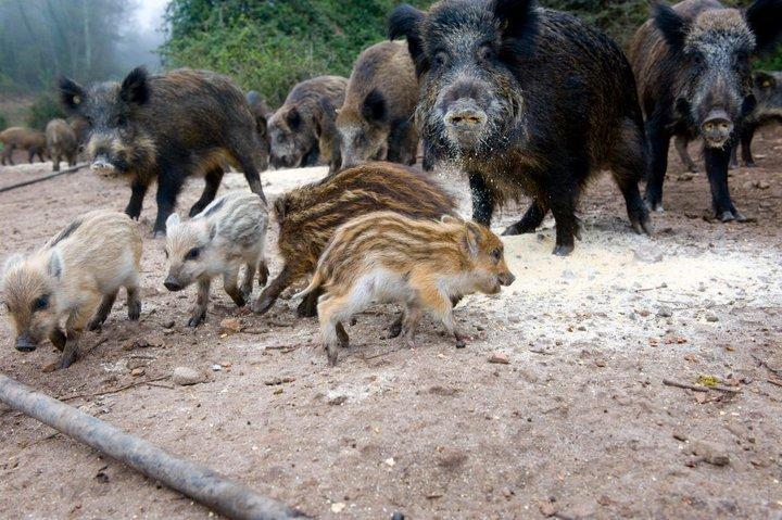 Bauernhof Il Muto Di Gallura Aggius