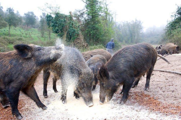 Bauernhof Il Muto Di Gallura Aggius