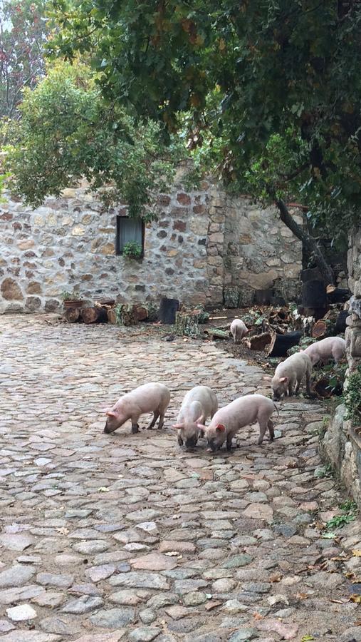 Il Muto Di Gallura Bauernhof