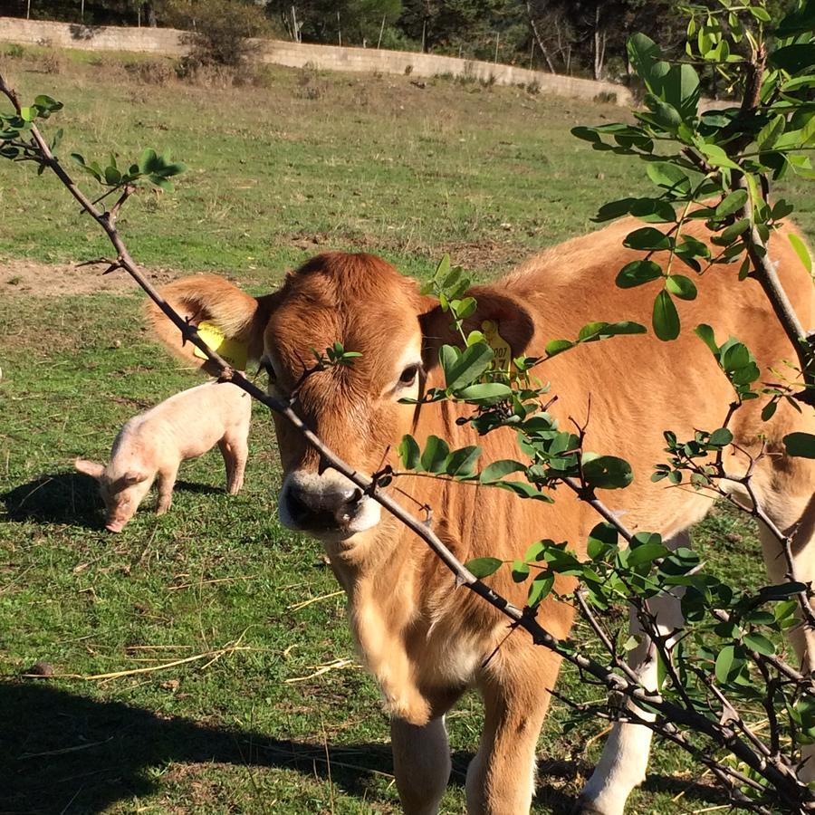 Agriturismo Il Muto Di Gallura Bauernhof Aggius