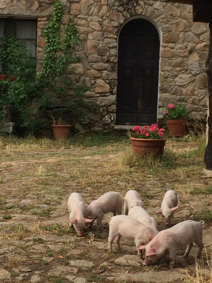 Il Muto Di Gallura Aggius