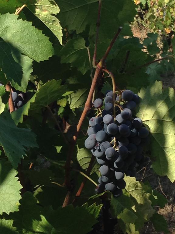 Séjour à la ferme Agriturismo Il Muto Di Gallura